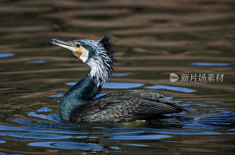 游泳大鸬鹚(Phalacrocorax carbo)